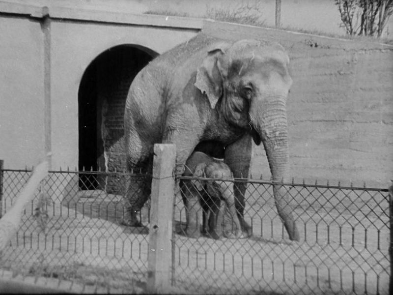 Warszawa, Ogród Zoologiczny (Skłamałam)