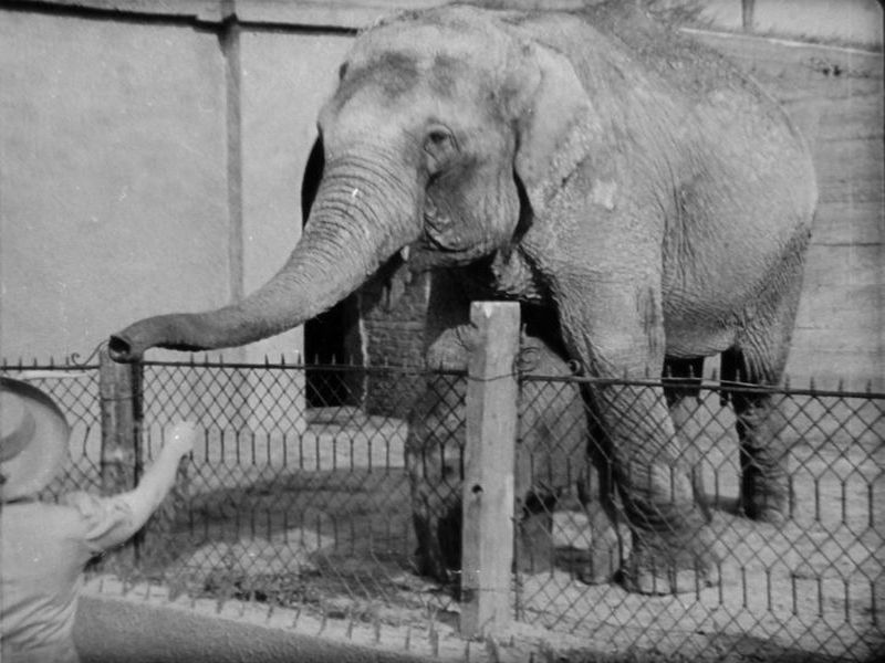 Warszawa, Ogród Zoologiczny (Skłamałam)