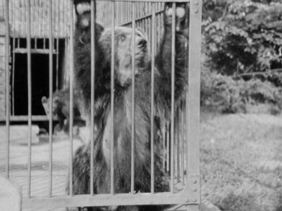 Warszawa, Ogród Zoologiczny (Skłamałam)